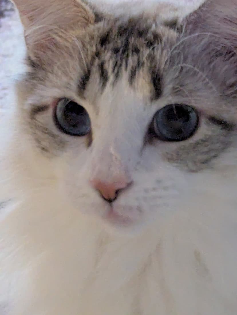 Khaleesi, a ragdoll cat who has never had a thought go through her head. Ever. But we love her for that.