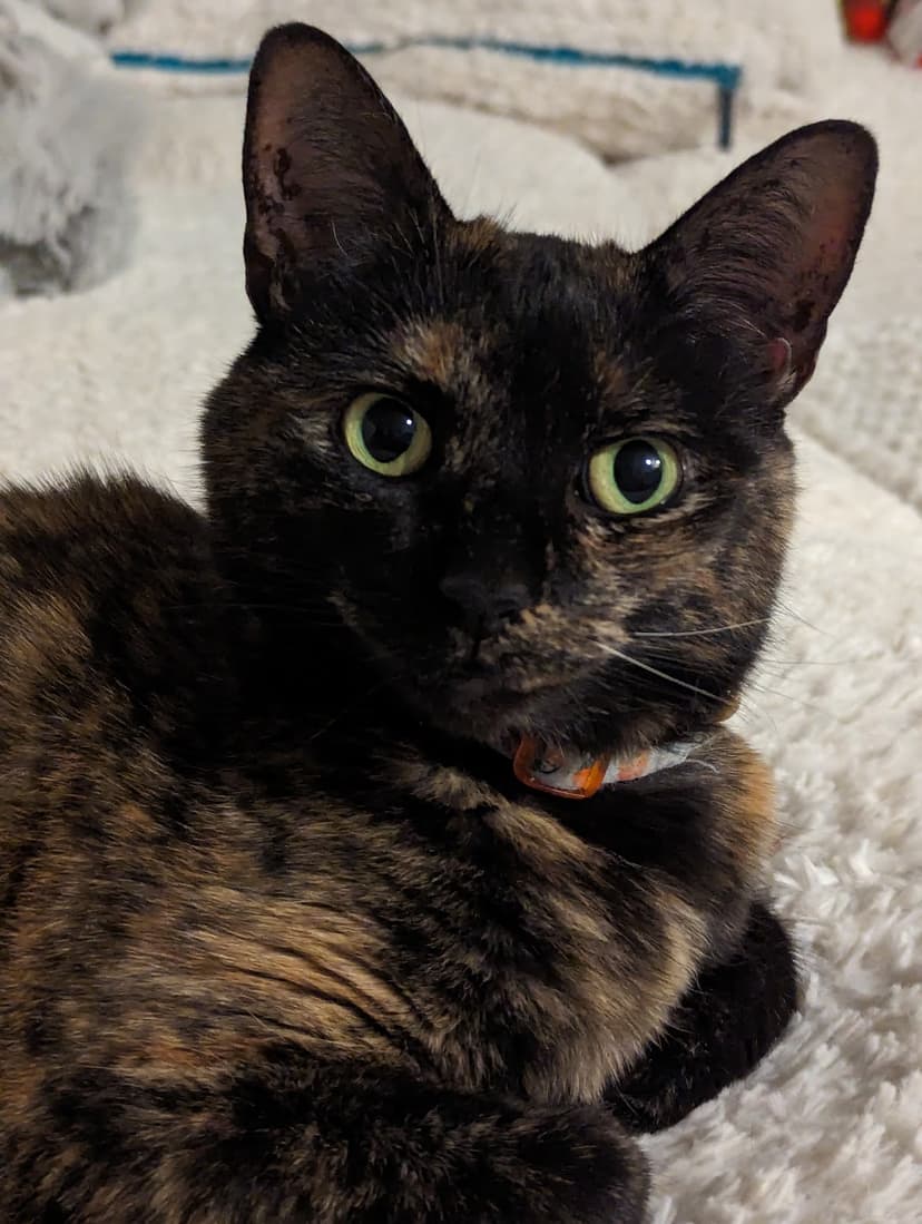 Tomoko, a tortie cat with a look that will melt your heart and captivate millions.